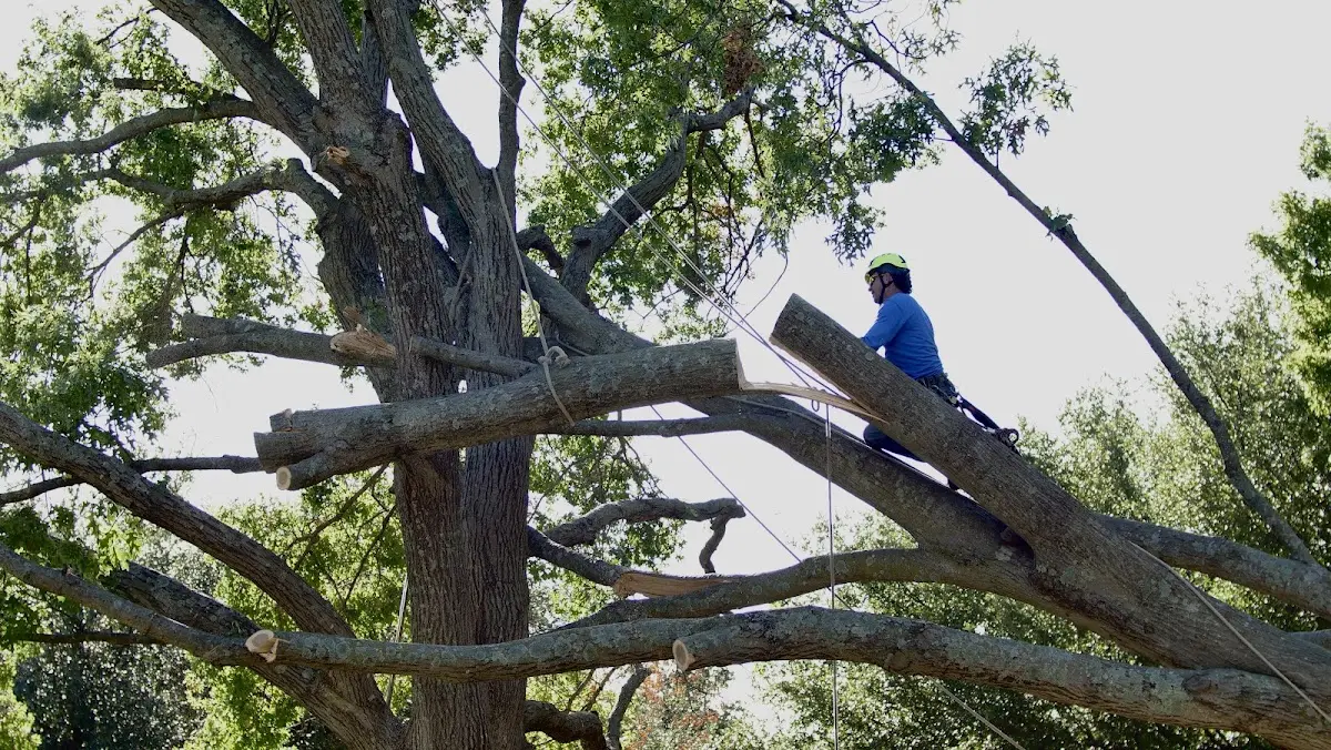Professional Crown Thinning performed by certified arborists in Apple Creek