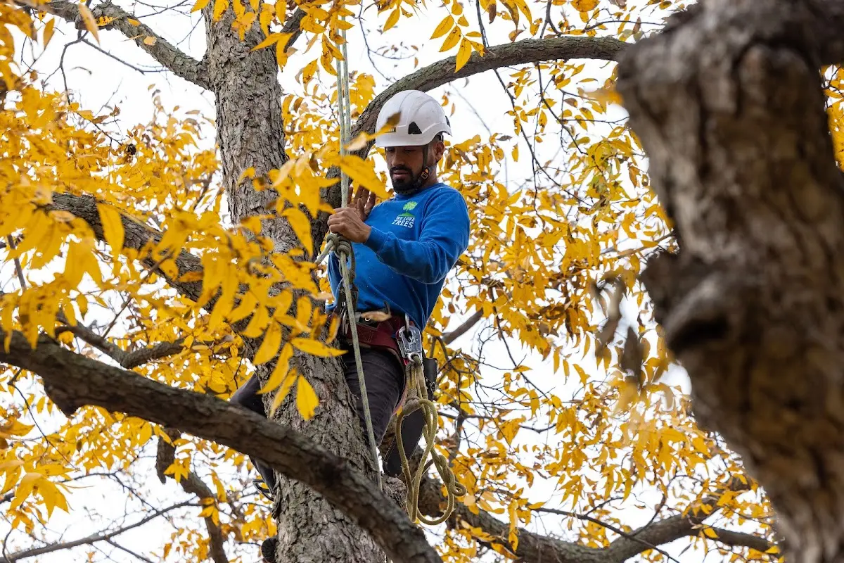 Skilled Storm Damage Cleanup crew working in Apple Creek