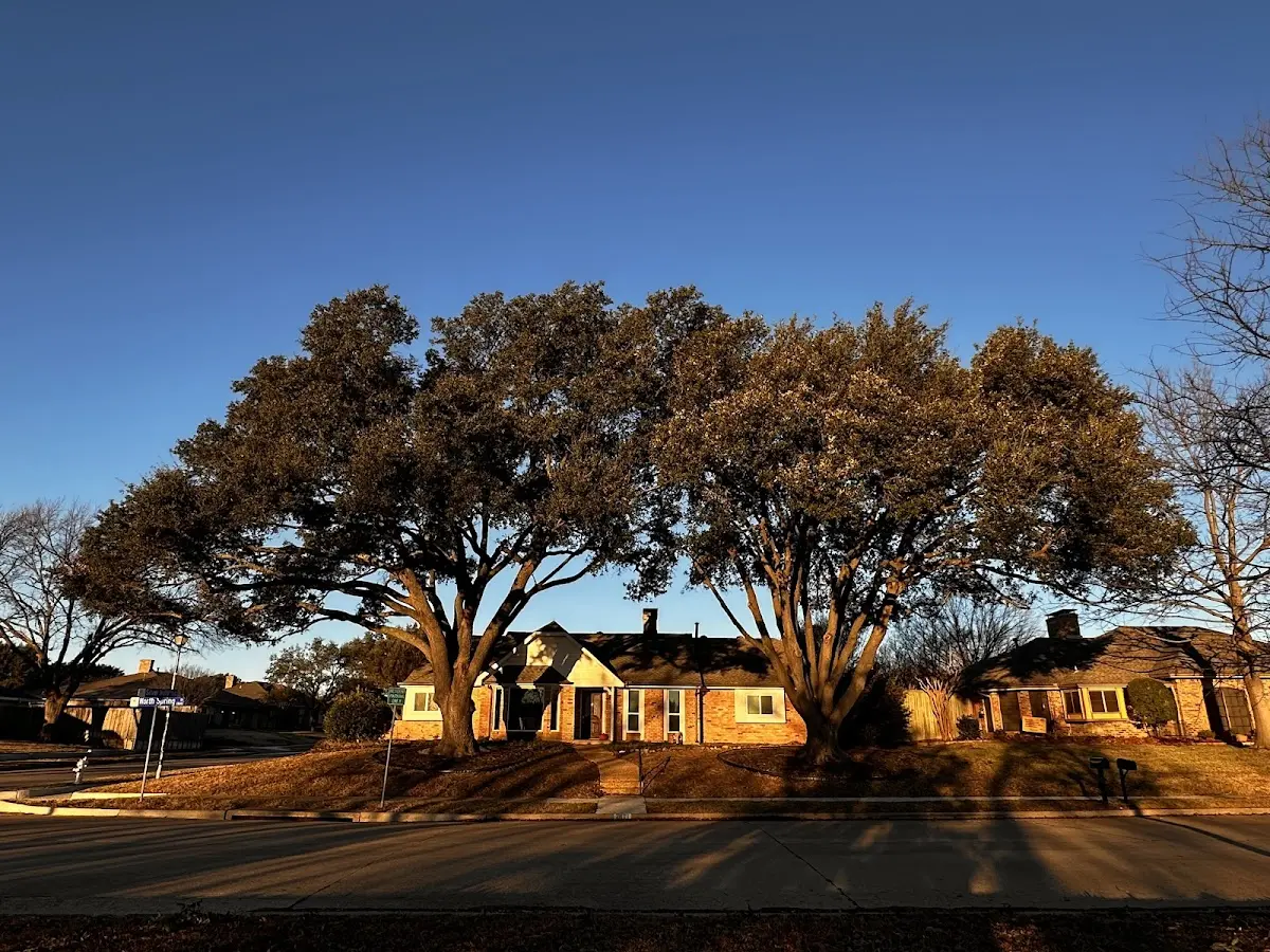 Established residential canopy tree shading a home in Apple Creek